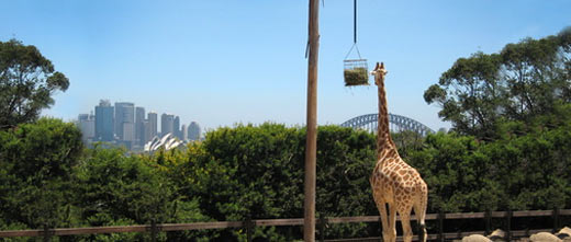 Giraffe mit Blick auf Syney Harbour